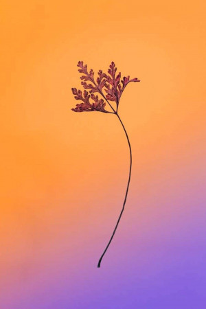 A single, delicate fern frond against a vibrant orange to purple gradient background.
