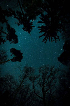 View looking up through trees at a starry night sky