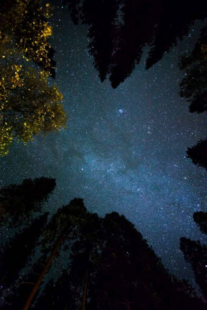 View looking up at a starry night sky through tall trees