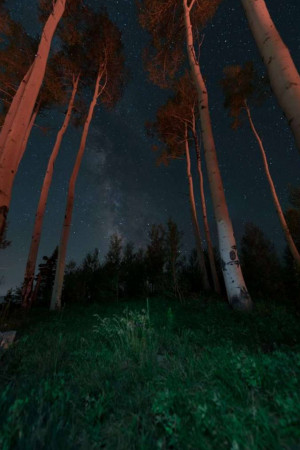 A low-angle view of birch trees silhouetted against a starry night sky with the Milky Way visible.
