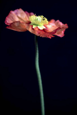 Close-up of a vibrant red poppy flower against a dark background