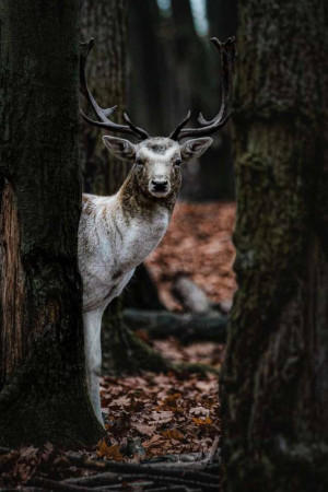 A deer with large antlers peeking out from behind trees in a forest.