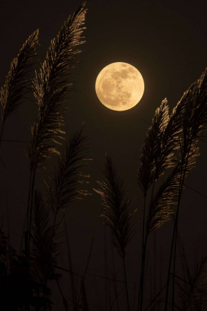 Full moon rising over silhouetted pampas grass