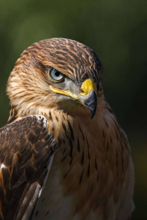 Close-up portrait of a hawk with piercing blue eyes