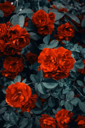 Close-up of vibrant red roses against a muted blue background