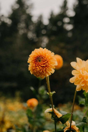 Close-up of a vibrant orange dahlia flower in a garden