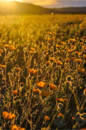 Close-up of a field of California poppies illuminated by the setting sun.