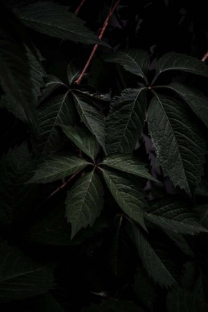 Close-up of dark green leaves against a black background