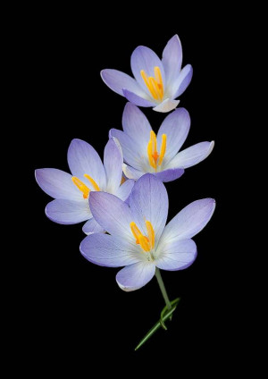 Close-up of three purple crocus flowers against a black background