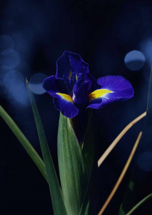 Close-up of a vibrant purple and yellow iris flower against a dark background.
