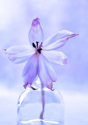 Close-up of a white lily flower in a clear glass vase