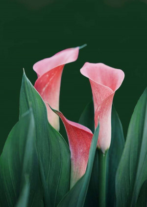 Close-up of three pink and white calla lilies with green leaves