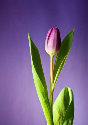 Close-up of a single purple tulip with green leaves against a purple background.