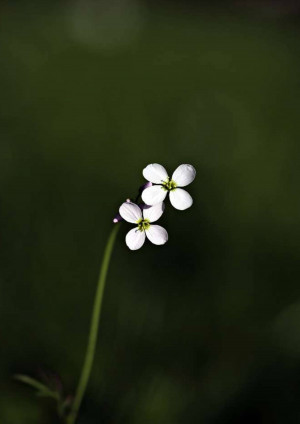 Close-up of small white flowers with a dark green background