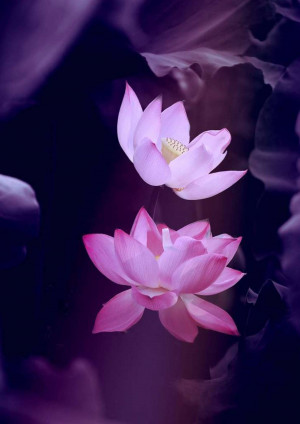 Close-up of two pink lotus flowers floating on dark water