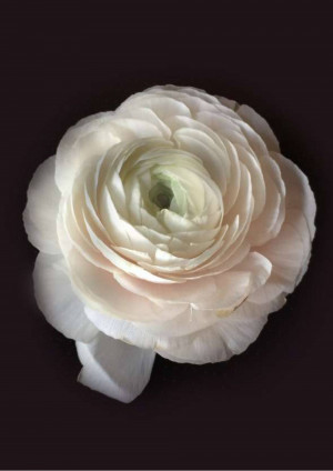 Close-up of a delicate white ranunculus flower against a dark background