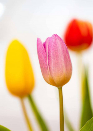 Close-up of three tulips - yellow, pink, and red - against a blurred white background.