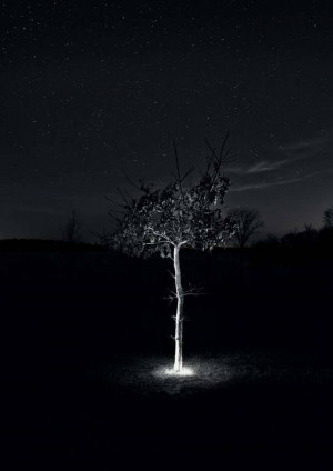 Black and white image of a solitary tree illuminated by a light source at night with a starry sky.