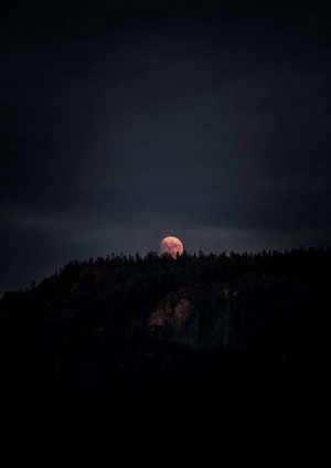 Full moon rising over a silhouetted forest