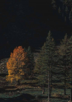 A single golden tree stands out against a dark forest backdrop.