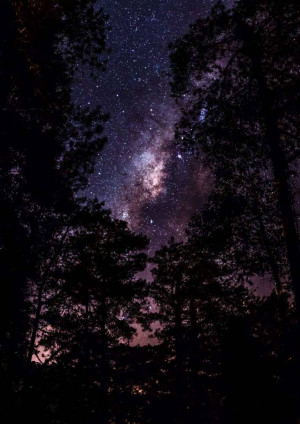 Night sky with the Milky Way galaxy visible above silhouetted trees.