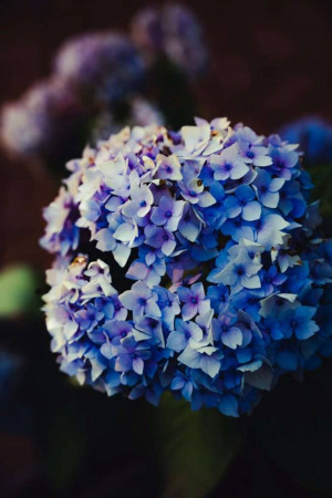 Close-up of a vibrant blue hydrangea flower