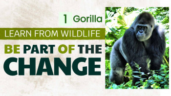 Image of a gorilla with text promoting wildlife conservation.
