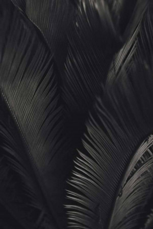 Close-up of dark green tropical leaves with intricate patterns