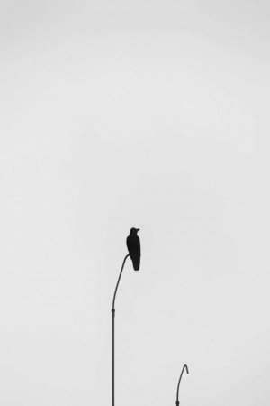 A black crow perched on a lamppost against a pale sky.