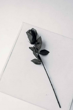 A single black rose on a white background