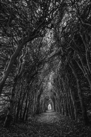 Black and white image of a tree-lined path leading to a distant light.