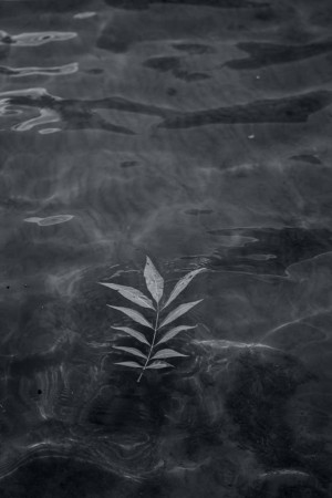 A single leaf floating on dark water