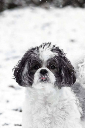 Close-up of a Shih Tzu dog with snow on its fur