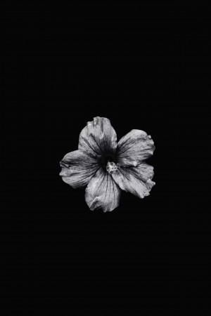 Close-up of a single hibiscus flower in black and white