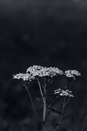 Close-up of a yarrow flower in black and white