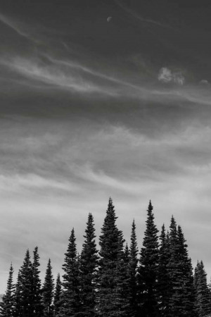 Black and white image of a forest with tall pine trees silhouetted against a cloudy sky.
