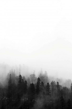 Black and white image of a forest shrouded in thick fog