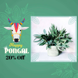 Pongal festival advertisement with a cow and plant