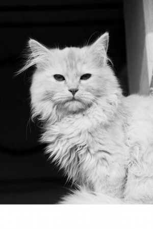 Close-up of a fluffy white Persian cat with intense eyes