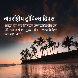Silhouette of palm trees against a vibrant sunset with text in Hindi celebrating International Tropical Day.