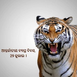 Close-up of a tiger snarling with its mouth open, showing teeth.