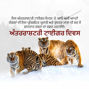 Three tigers resting in a snowy environment with Punjabi text overlay.