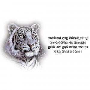 Close-up of a white tiger's face with text in an unknown language.