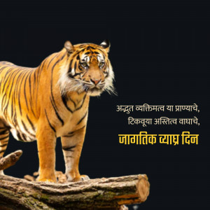 A powerful tiger standing on a log with text in Marathi
