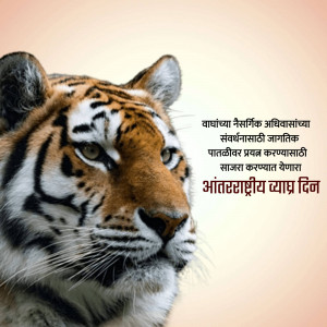 Close-up of a majestic tiger with text in Marathi