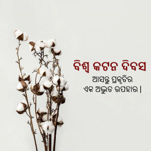 A close-up of a cotton branch with fluffy white cotton bolls against a light background, with Oriya script text on the right.