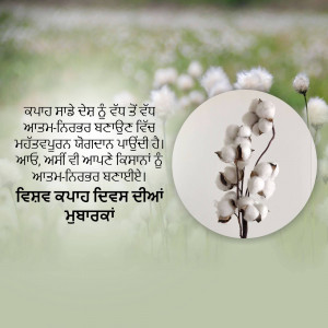 Close-up of cotton plants in a field with Punjabi script overlayed