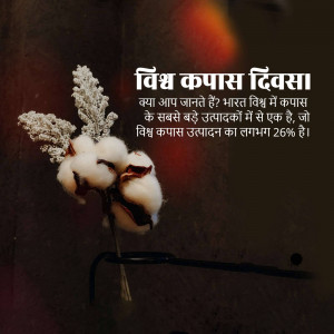 Image depicting cotton plant with text in Hindi about World Cotton Day and India's cotton production.