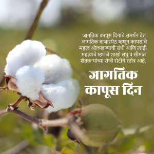 Close-up of cotton plant with text in Marathi celebrating World Cotton Day