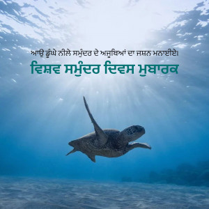 A sea turtle swimming in blue ocean water with text overlay in Punjabi.